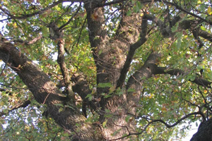 Marcia degli Alberi, ostia