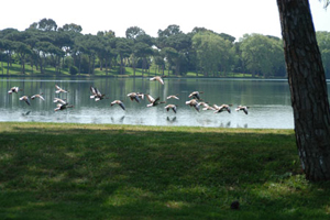 Oasi di Porto, Fiumicino