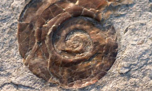 Corso di geologia, Lipu Ostia