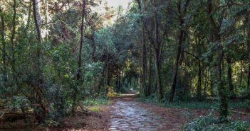 Pineta Castel Fusano, Progetto ISCIX