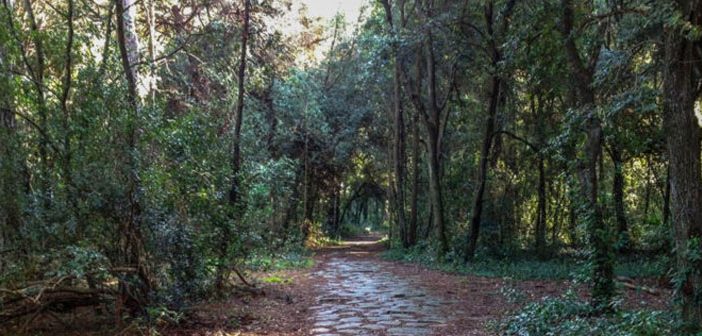 Pineta Castel Fusano, Progetto ISCIX