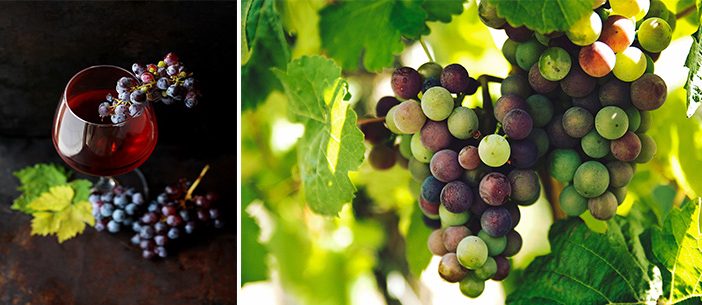 sagra dell'uva e del vino, Cerveteri