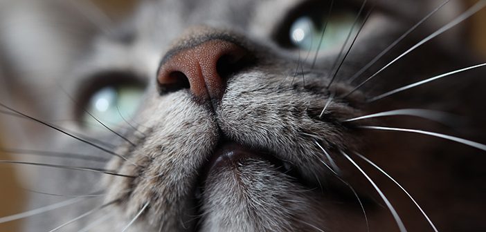 Festa del gatto, Lipu