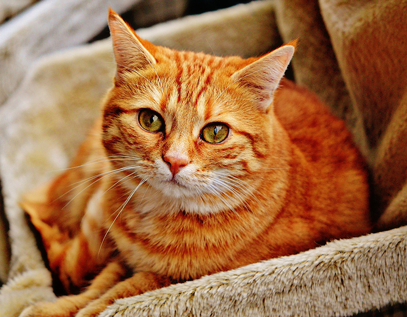 Festa del gatto