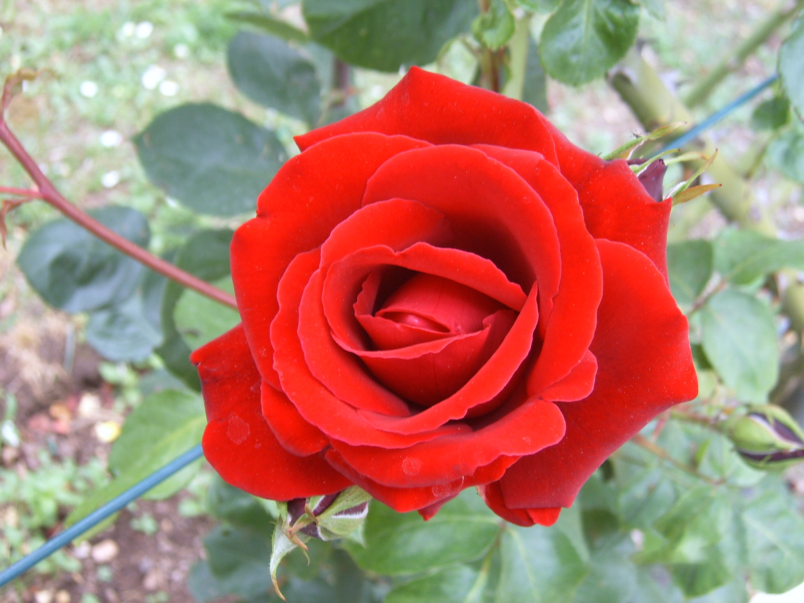 roseto_01