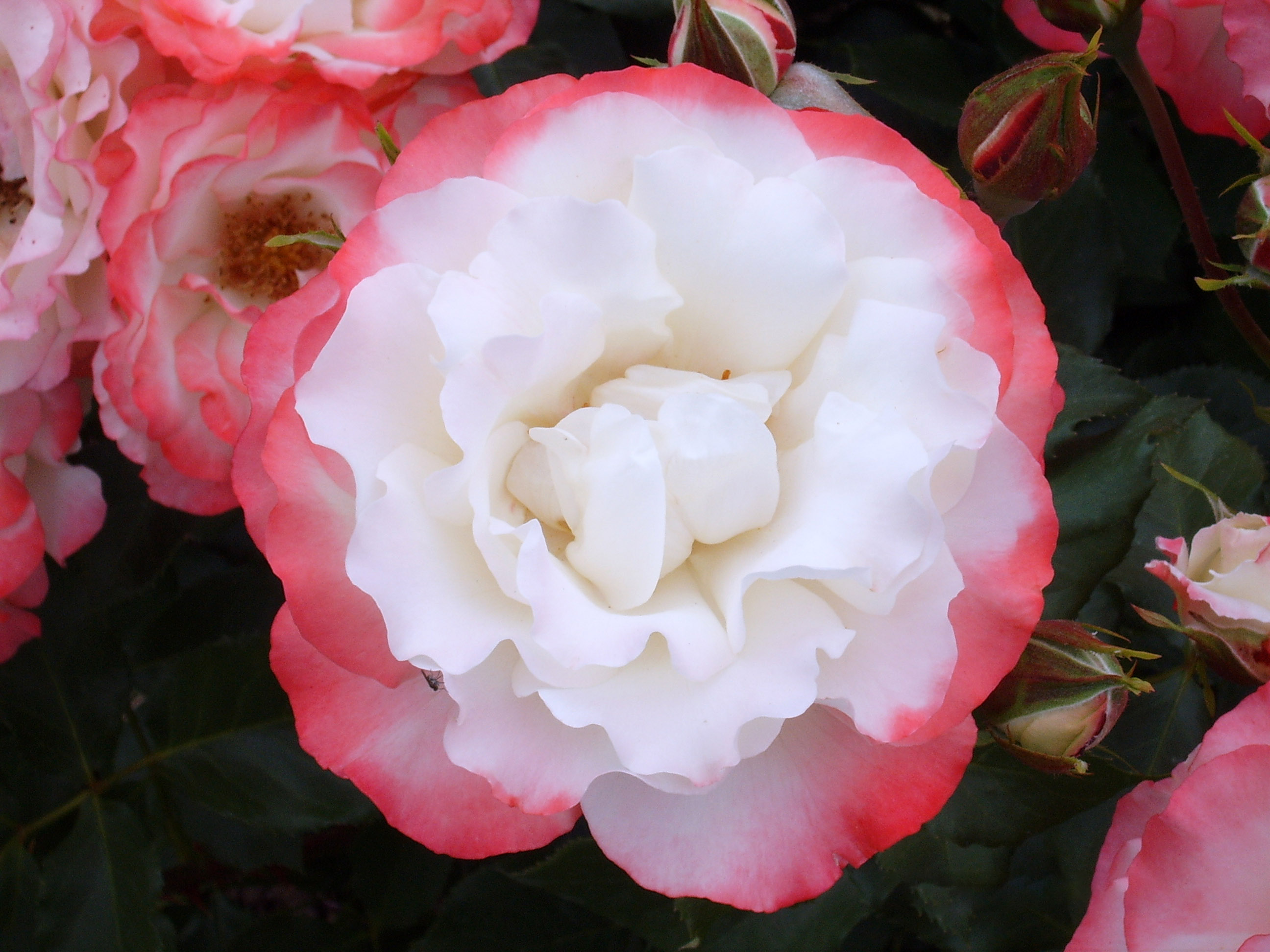 roseto_02