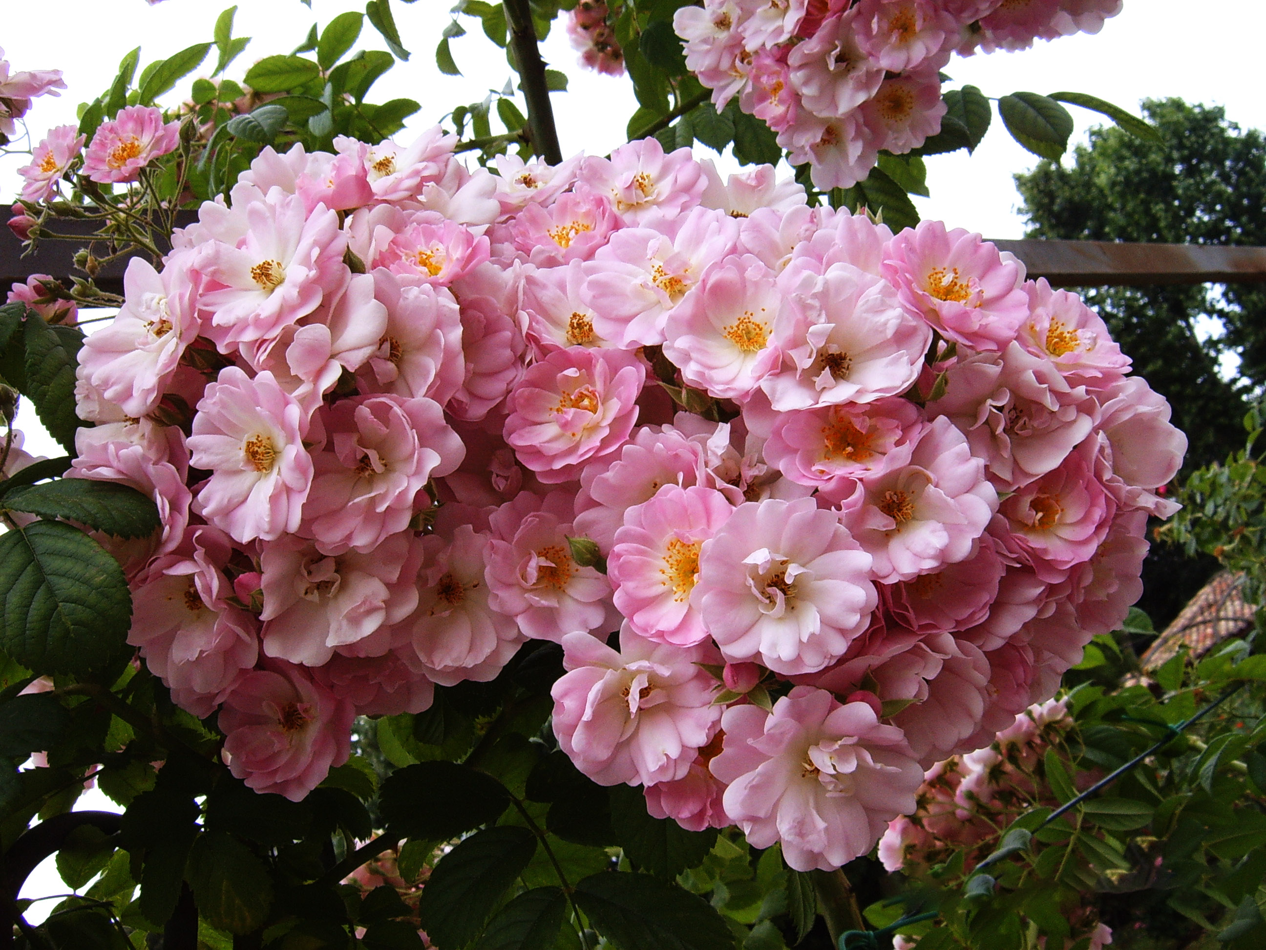 roseto_03