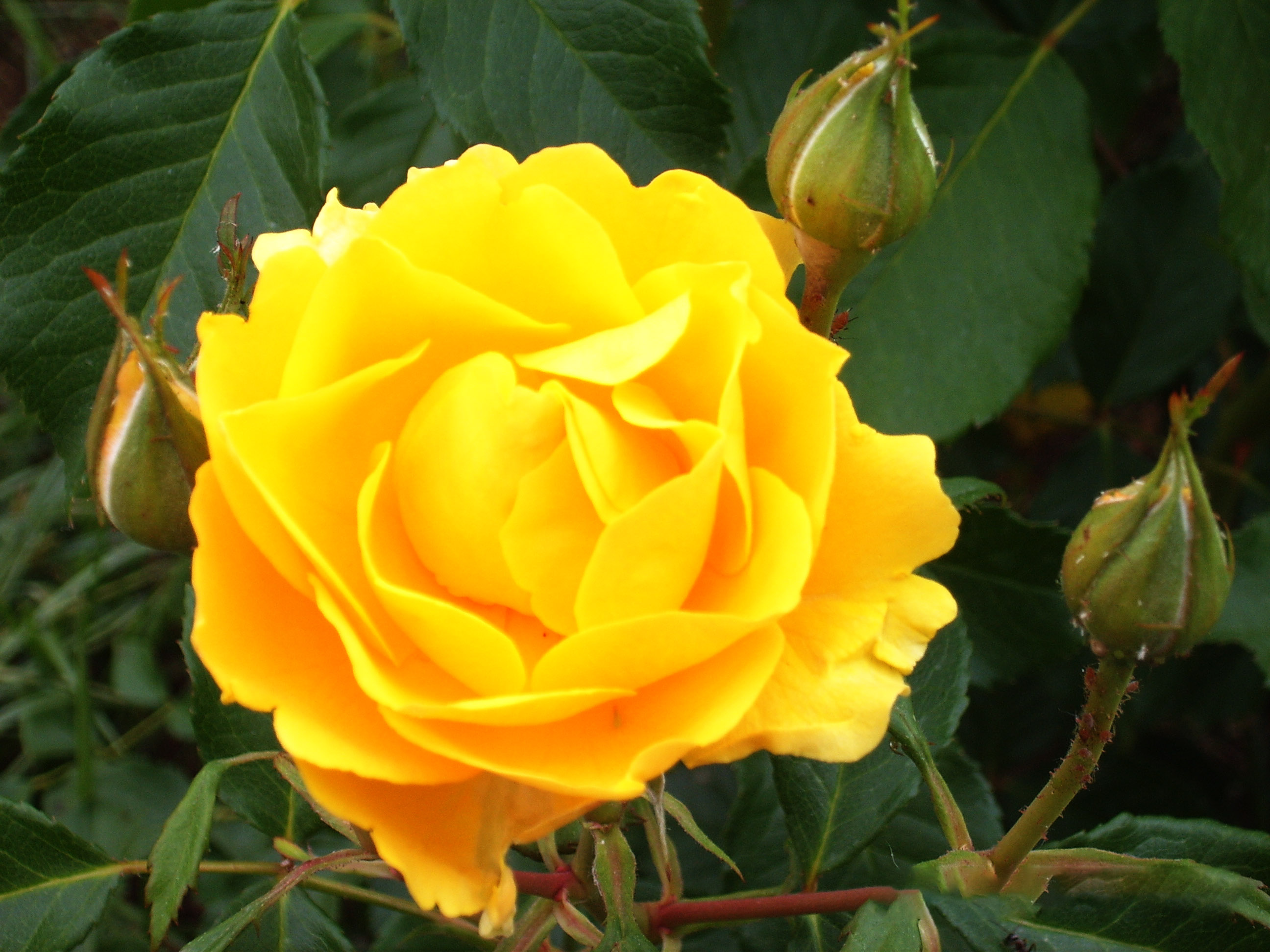roseto_04